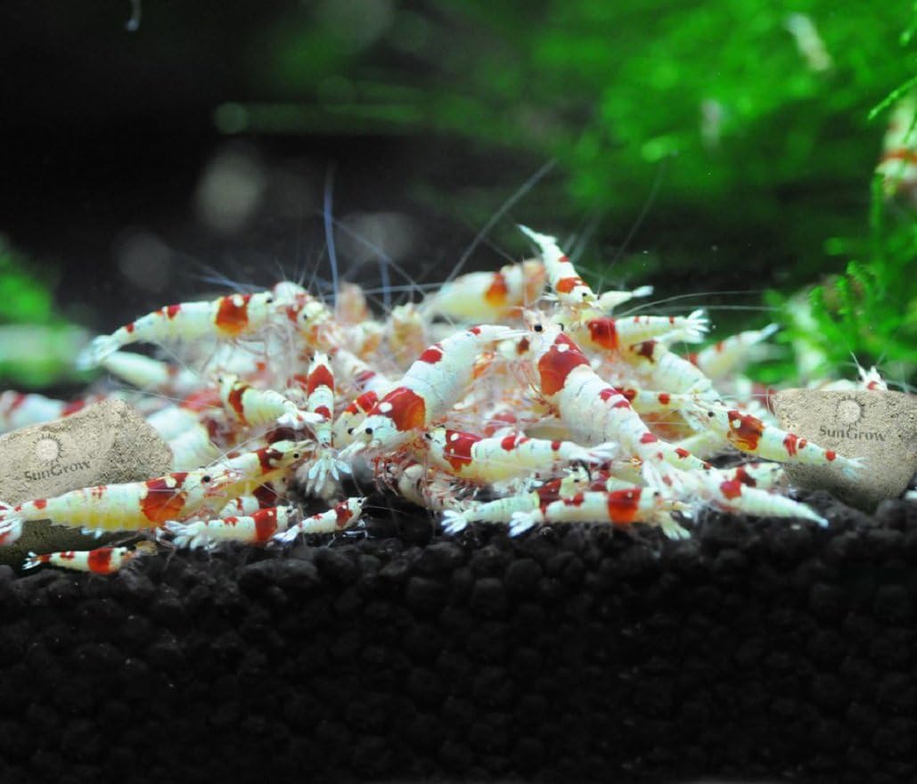 SunGrow Shrimp Rocks, Calcium, Magnesium Rocks for Crayfish, Hermit Crab, Snails, Crustacean Care, Aquarium Decor for Crystal Red, Amano and Ghost Shrimps, Nano Tank Accessories, Fish Tank Supplies - Image 6