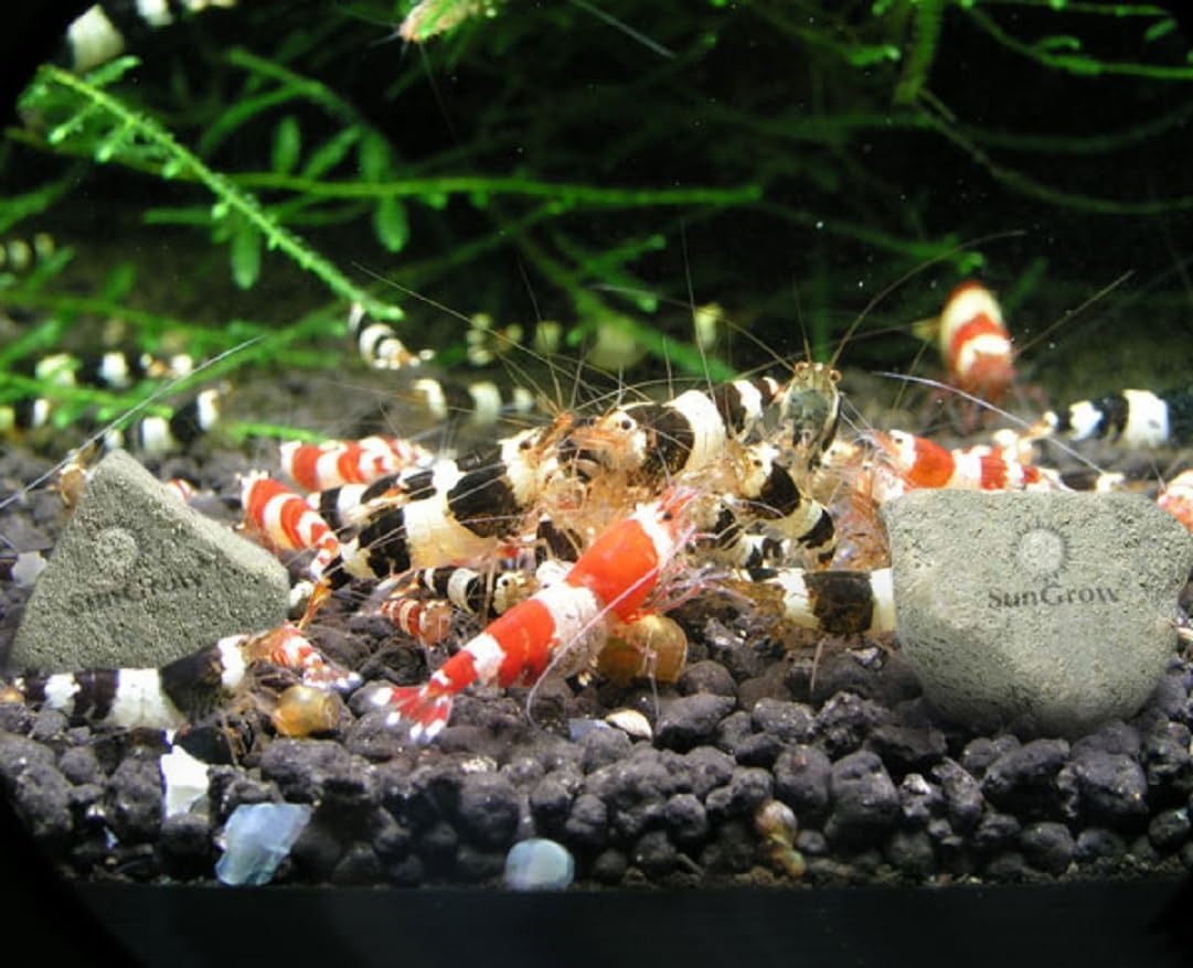 SunGrow Shrimp Rocks, Calcium, Magnesium Rocks for Crayfish, Hermit Crab, Snails, Crustacean Care, Aquarium Decor for Crystal Red, Amano and Ghost Shrimps, Nano Tank Accessories, Fish Tank Supplies - Image 5