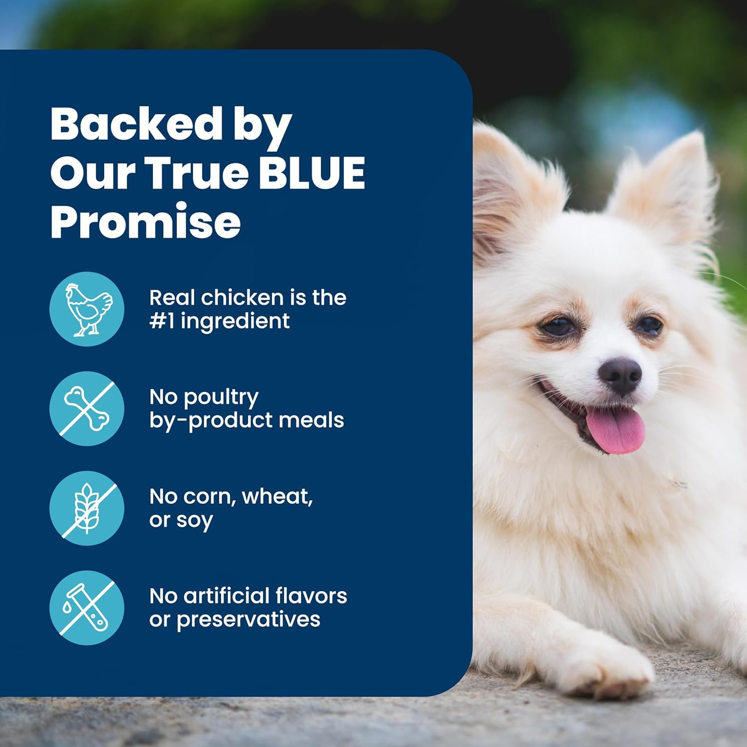 Blue Buffalo Life Protection Formula Chicken & Brown Rice Small Breed Senior Dry Dog Food, Supports Immunity With Antioxidant-Rich LifeSource Bits, Promotes Healthy Muscles, Skin & Coat Health, 5 lbs. - Image 6