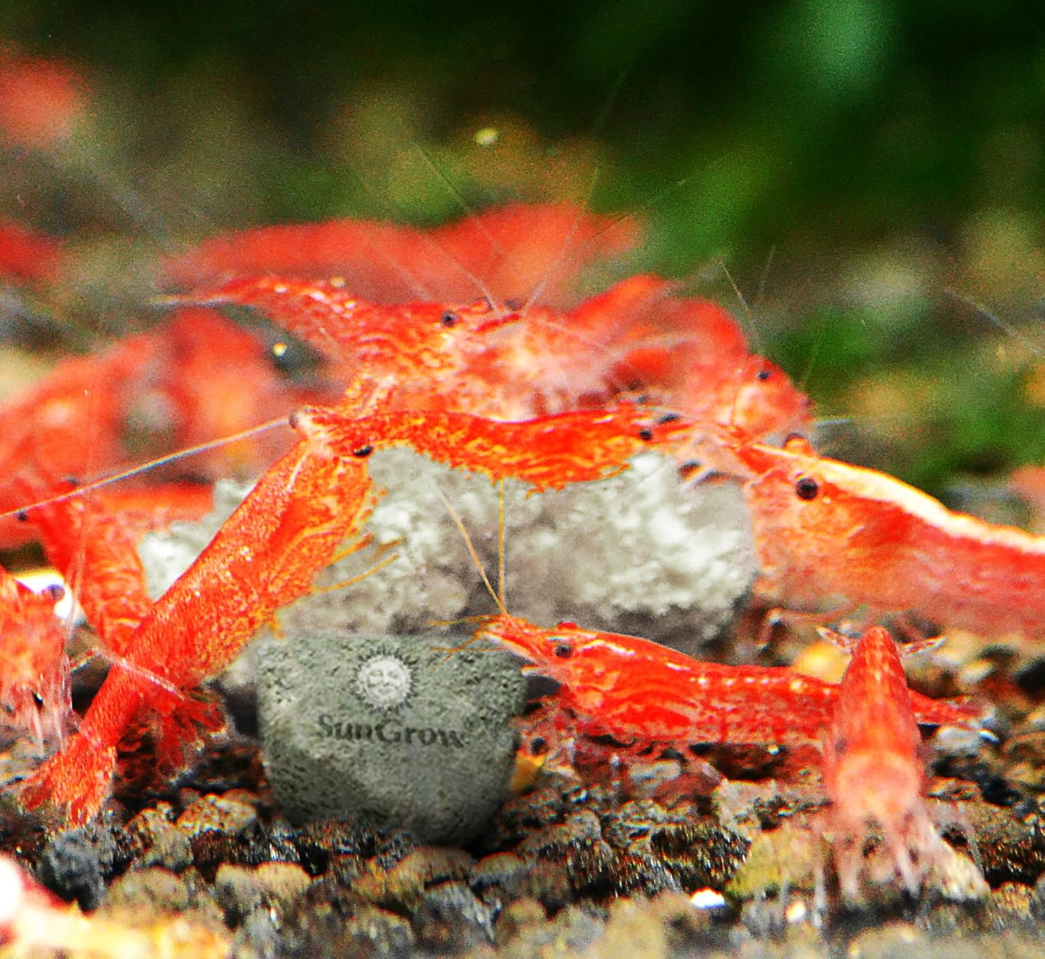 SunGrow Shrimp Rocks, Calcium, Magnesium Rocks for Crayfish, Hermit Crab, Snails, Crustacean Care, Aquarium Decor for Crystal Red, Amano and Ghost Shrimps, Nano Tank Accessories, Fish Tank Supplies - Image 4