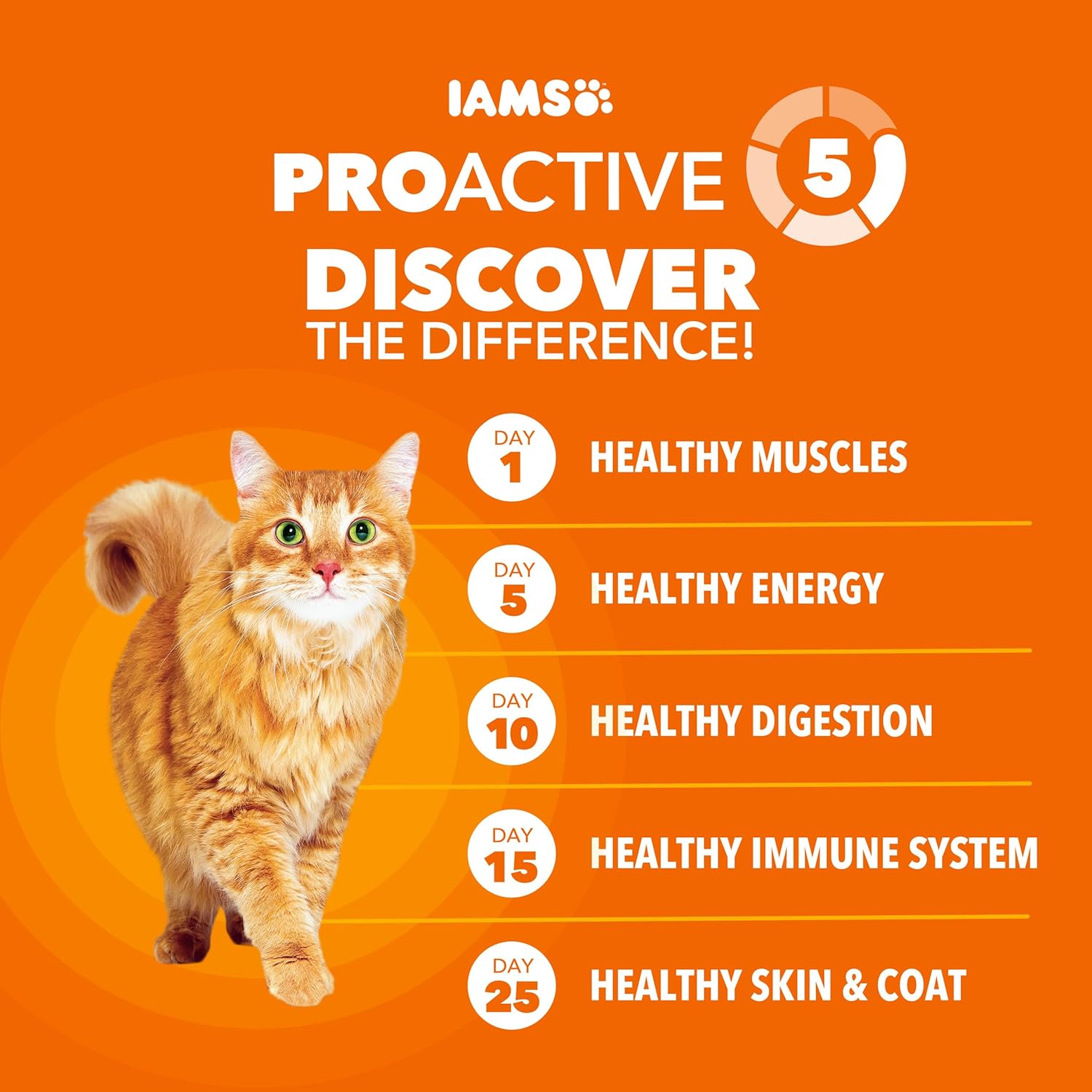 IAMS Proactive Health Dry Cat Food, Healthy Cat Food Dry Recipe for Adults, with Chicken 16 lb. Bag - Image 3