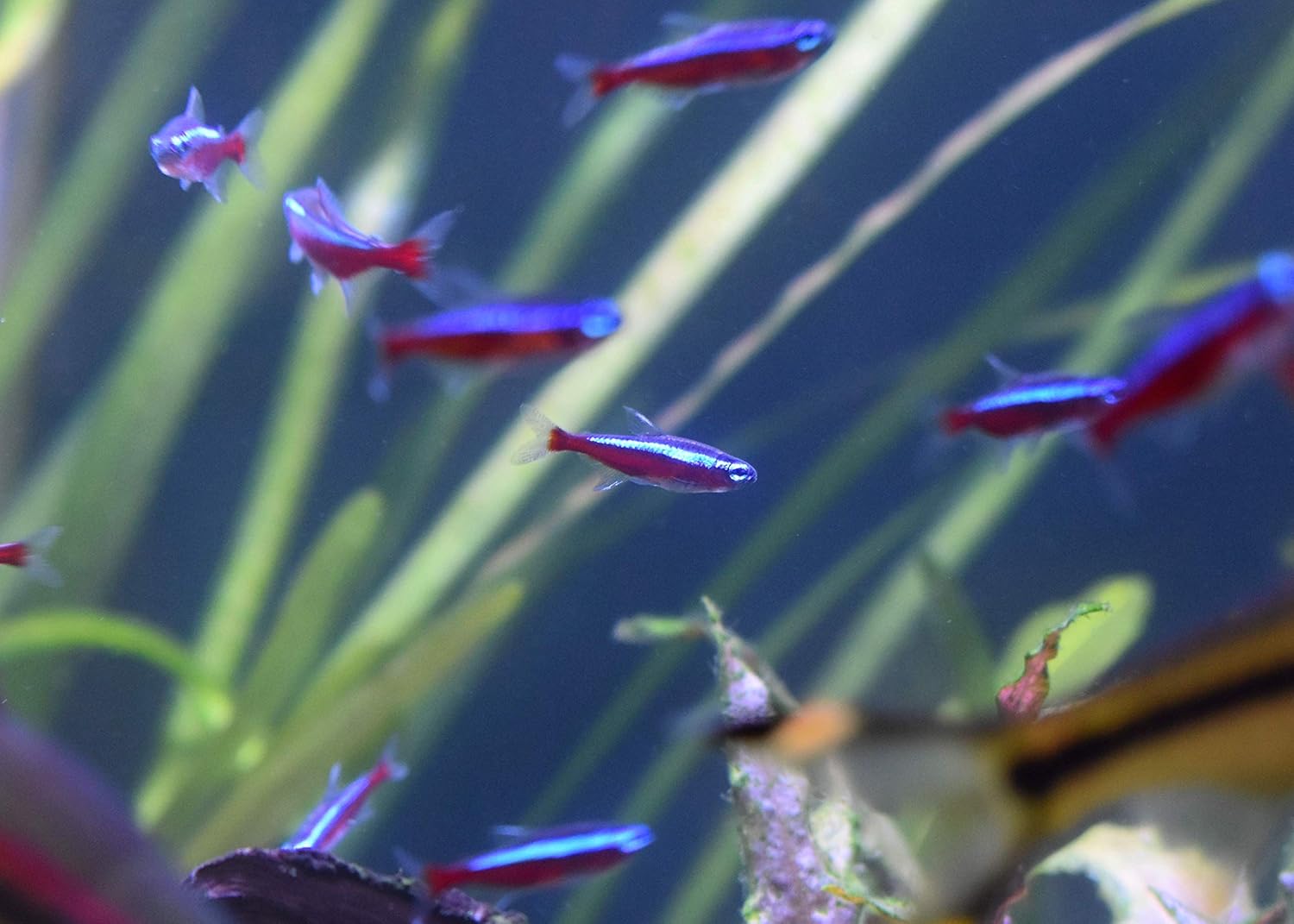 Seachem Stability - For Freshwater and Marine Aquariums 250ml - Image 5